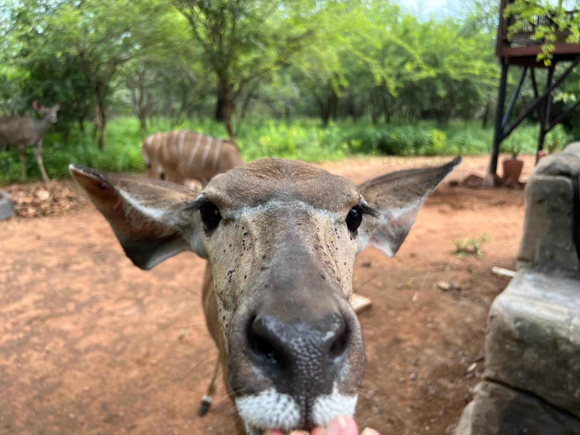 Casa de Férias Kruger Kumba - Mugwenzi Marloth Park