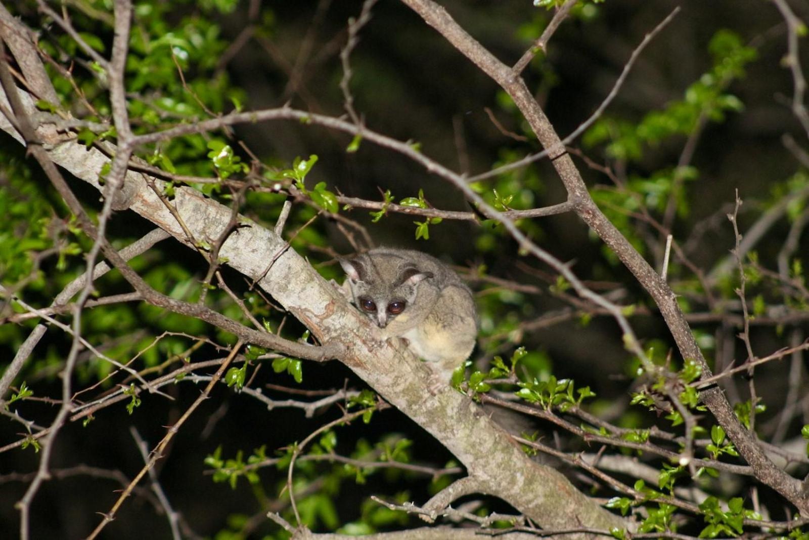 Kruger Kumba - Mugwenzi Marloth Park