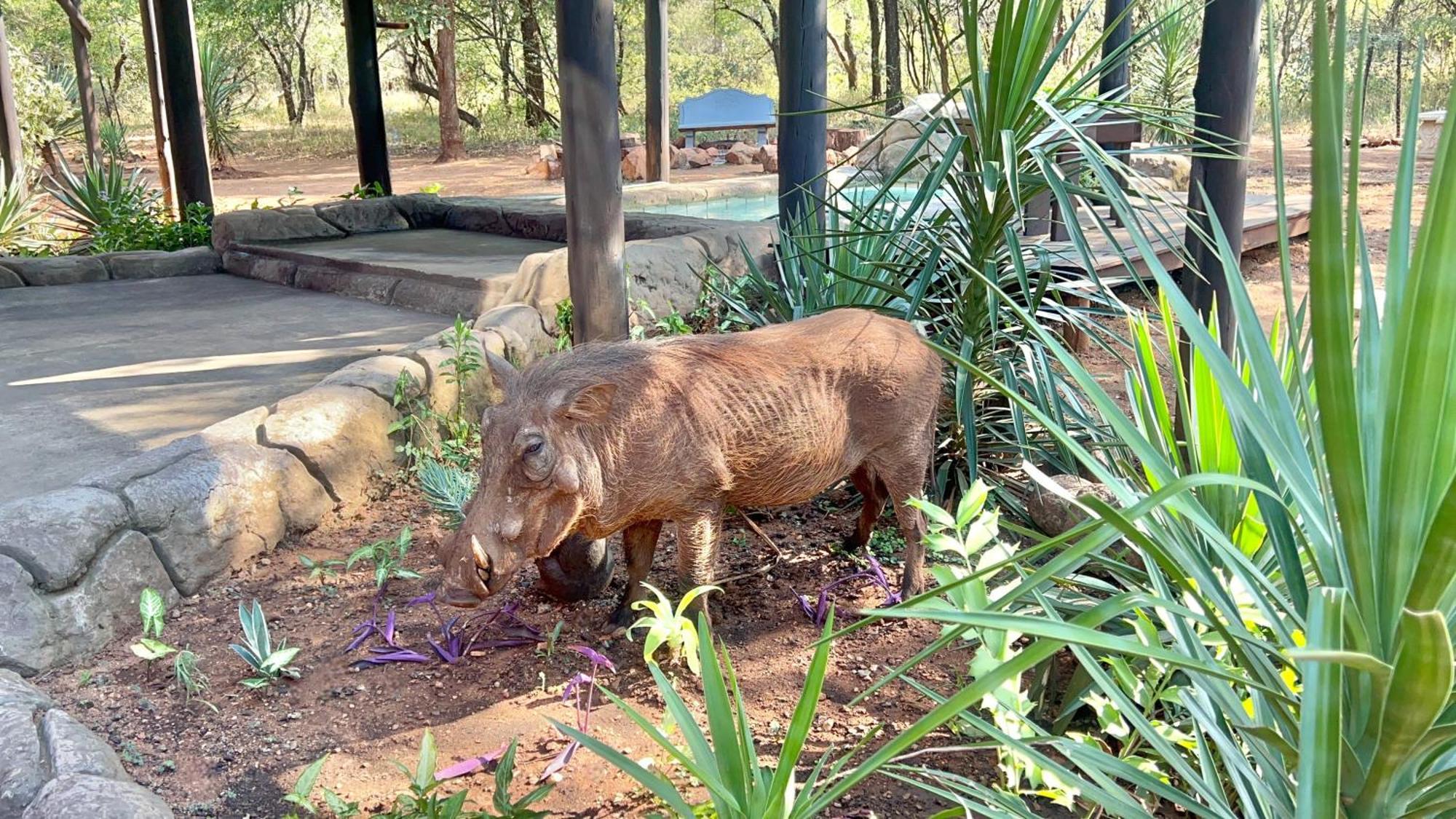 Kruger Kumba - Mugwenzi Ferienhaus Marloth Park