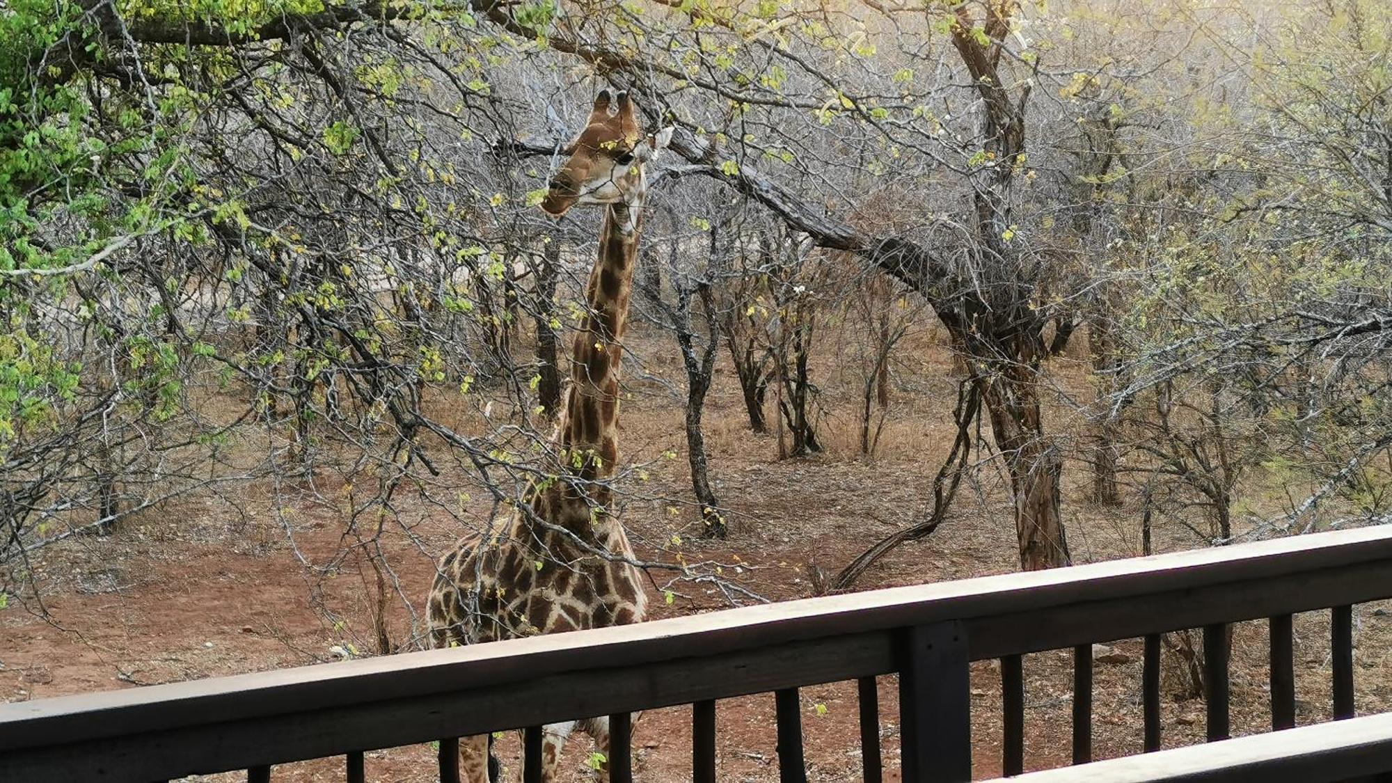 Kruger Kumba - Mugwenzi * Marloth Park