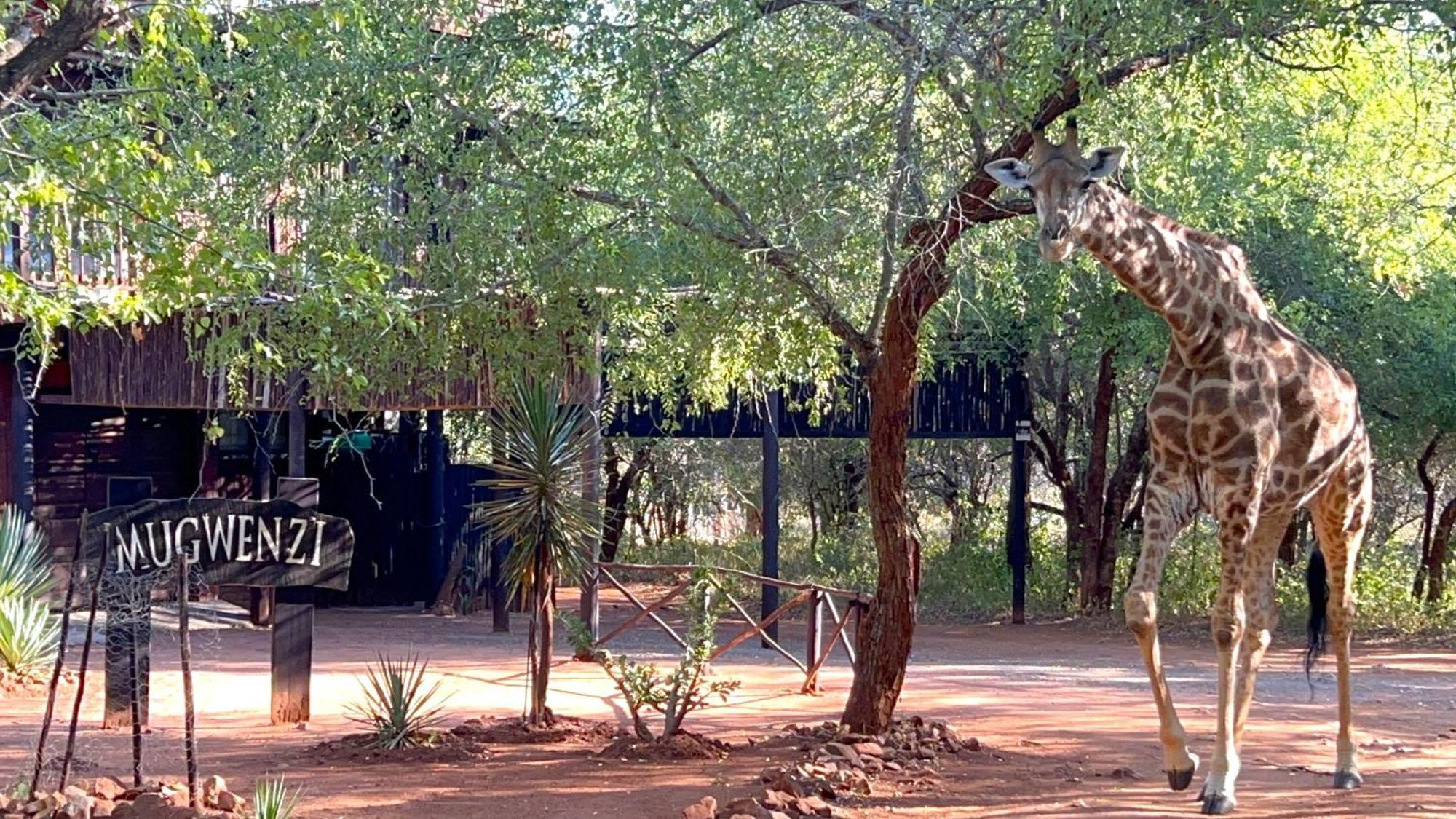 Kruger Kumba - Mugwenzi * Marloth Park