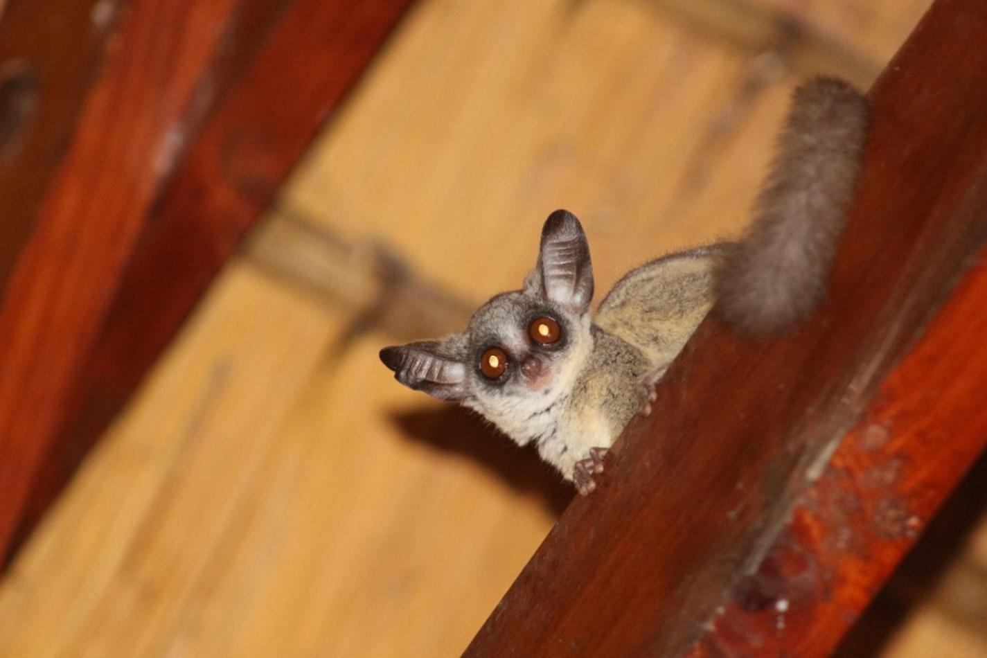 Kruger Kumba - Mugwenzi Ferienhaus Marloth Park