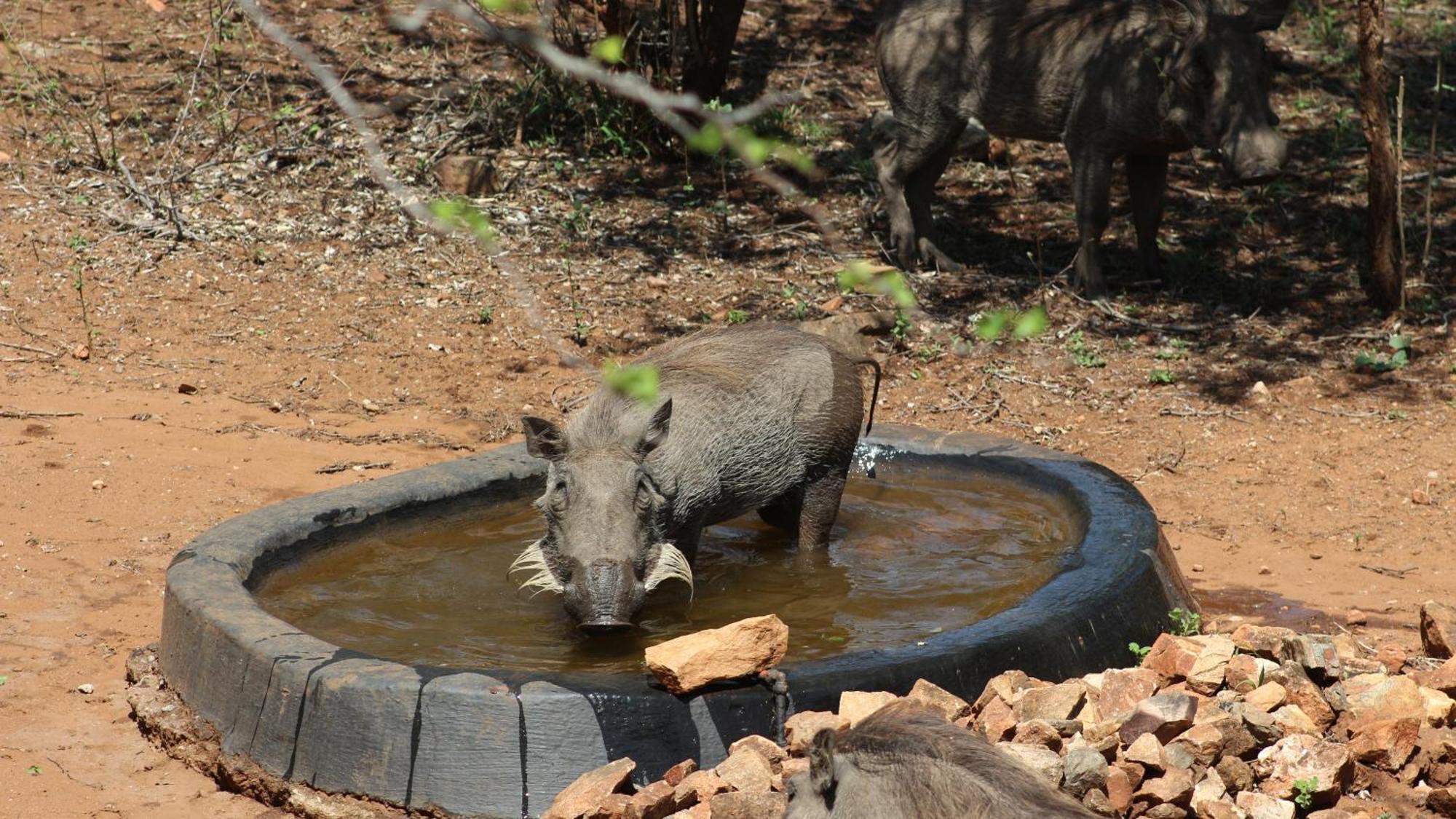 Ferienhaus Kruger Kumba - Mugwenzi Marloth Park