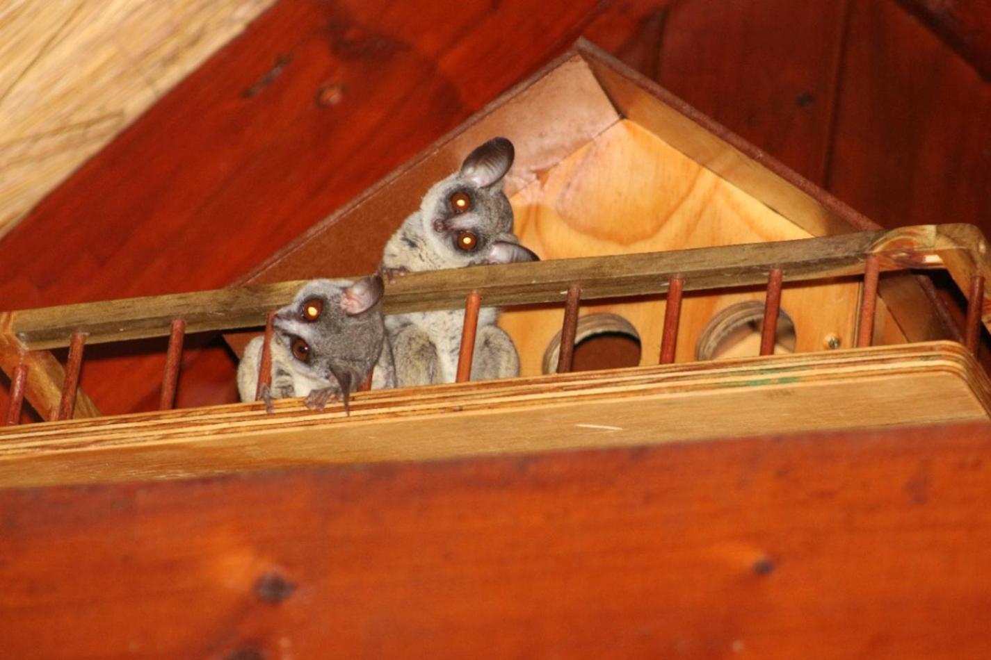 Ferienhaus Kruger Kumba - Mugwenzi Marloth Park