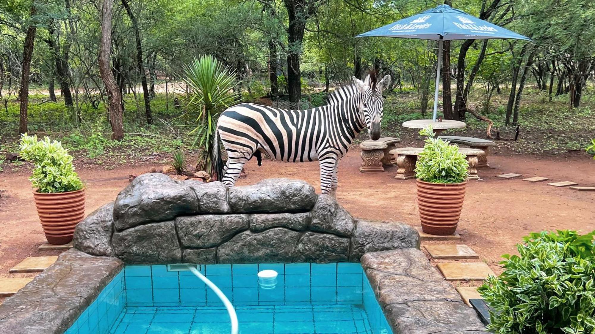 Kruger Kumba - Mugwenzi * Marloth Park